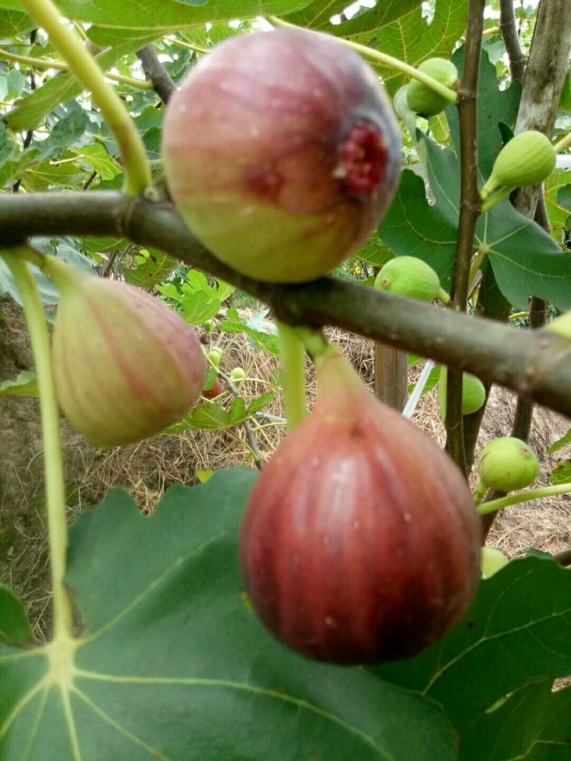 无花果苗波姬红无花果各种果树苗，红皮无花果，