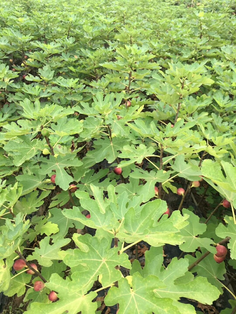 无花果苗波姬红无花果各种果树苗，红皮无花果，