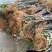 无花果苗波姬红无花果各种果树苗，红皮无花果，