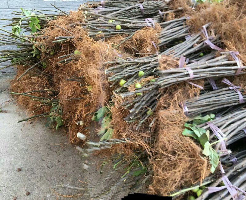 无花果苗波姬红无花果各种果树苗，红皮无花果，