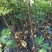 无花果苗波姬红无花果各种果树苗，红皮无花果，
