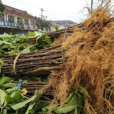 正宗江西中花吴茱萸移栽苗，根生苗一手货源我们只做客户满意