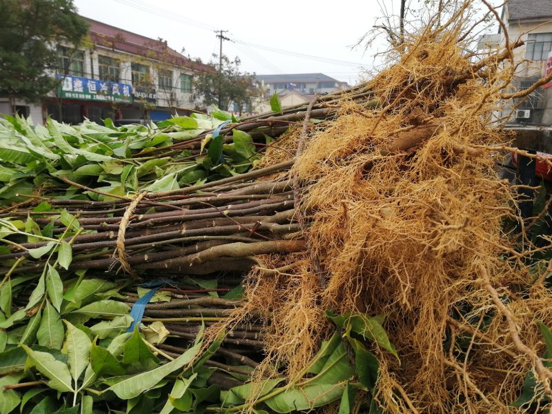 正宗江西中花吴茱萸移栽苗，根生苗一手货源我们只做客户满意