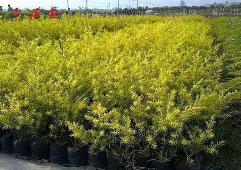 大安青皮桂圆苗、沿滩宝石一号龙眼苗、荣县晚熟桂圆小苗批发