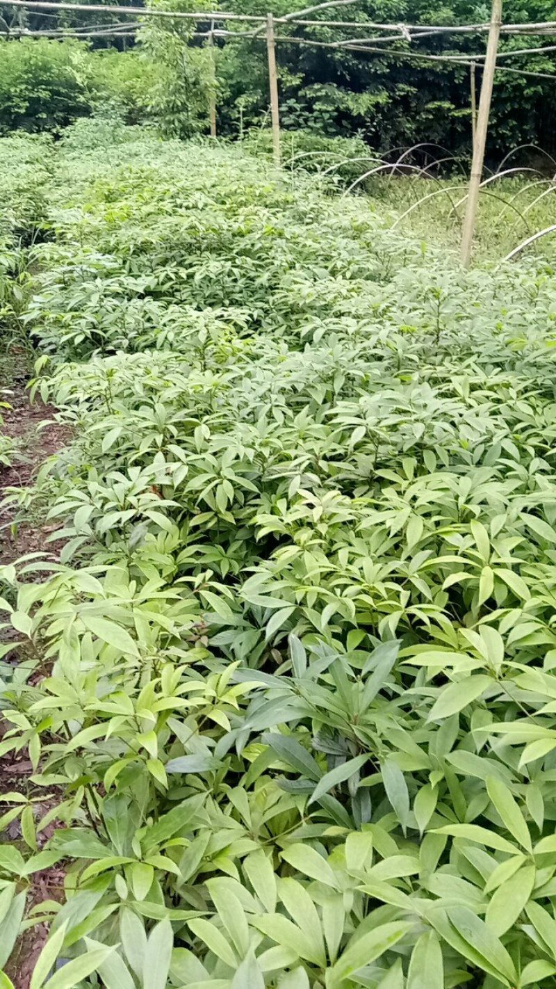 大安青皮桂圆苗、沿滩宝石一号龙眼苗、荣县晚熟桂圆小苗批发