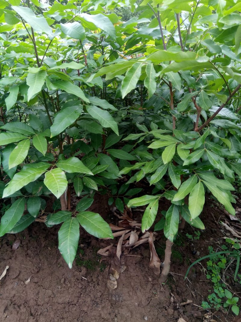 大安青皮桂圆苗、沿滩宝石一号龙眼苗、荣县晚熟桂圆小苗批发