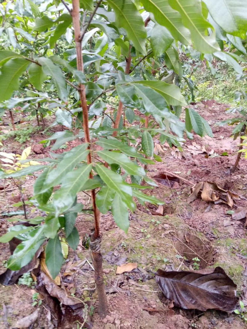 大安青皮桂圆苗、沿滩宝石一号龙眼苗、荣县晚熟桂圆小苗批发