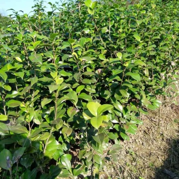 大安青皮桂圆苗、沿滩宝石一号龙眼苗、荣县晚熟桂圆小苗批发