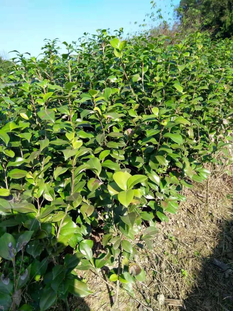 大安青皮桂圆苗、沿滩宝石一号龙眼苗、荣县晚熟桂圆小苗批发