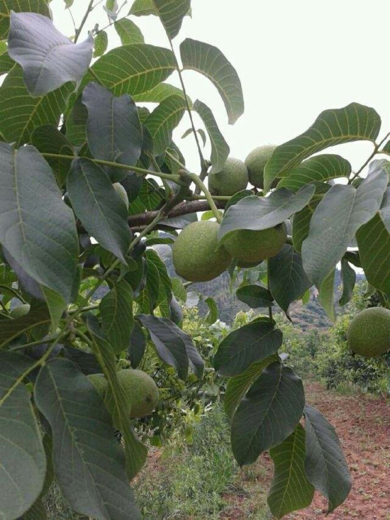 核桃苗，剥壳核桃苗，川早核桃苗，云新核桃苗，核桃苗