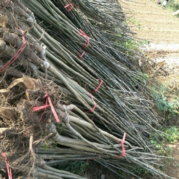 核桃苗，剥壳核桃苗，川早核桃苗，云新核桃苗，核桃苗
