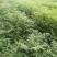 香椿小苗高30公分，50公分，80公分，1米有货