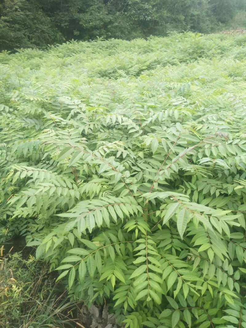 香椿小苗高30公分，50公分，80公分，1米有货