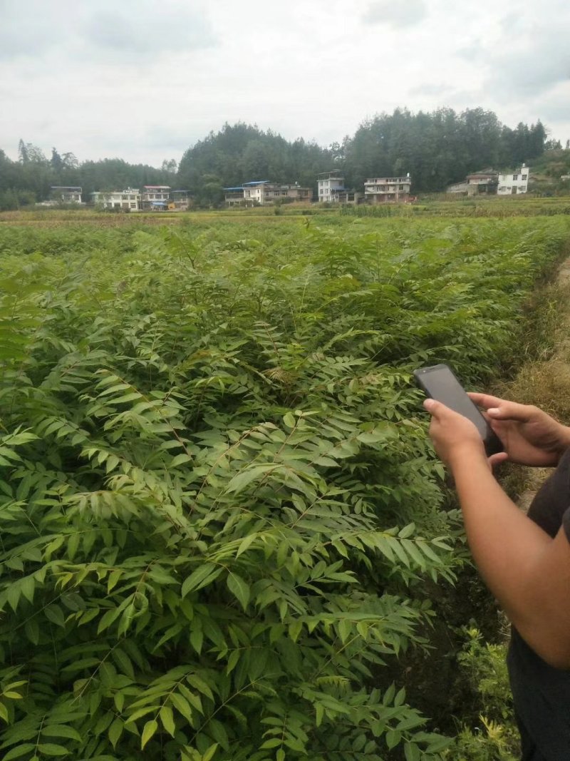 香椿小苗高30公分，50公分，80公分，1米有货