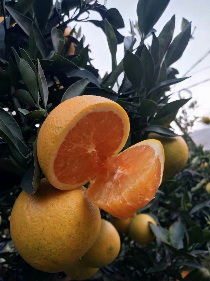 湖北九月红果冻橙脐橙口感甜大小匀称皮薄多汁果园看货现场采