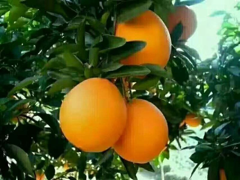 湖北九月红果冻橙脐橙口感甜大小匀称皮薄多汁果园看货现场采