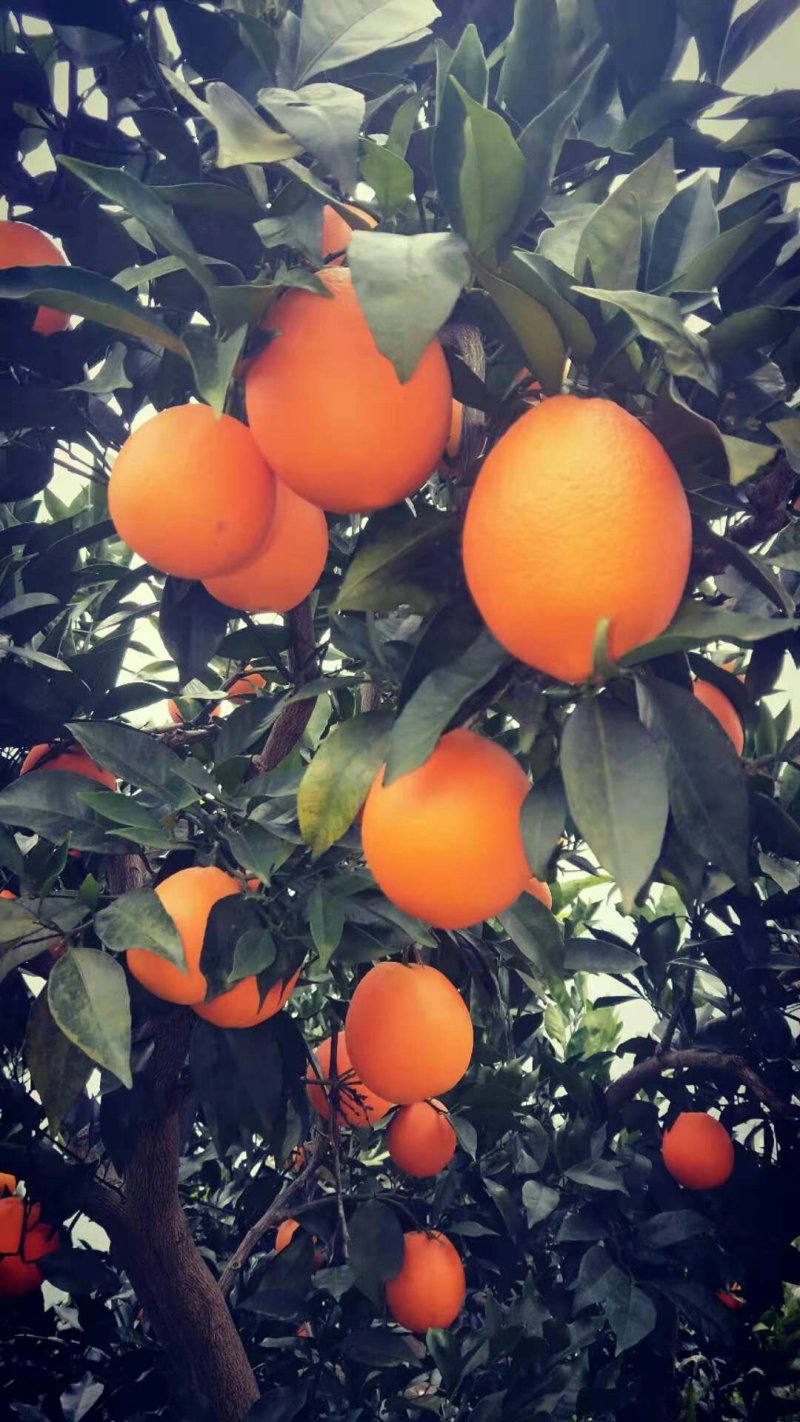 湖北九月红果冻橙脐橙口感甜大小匀称皮薄多汁果园看货现场采