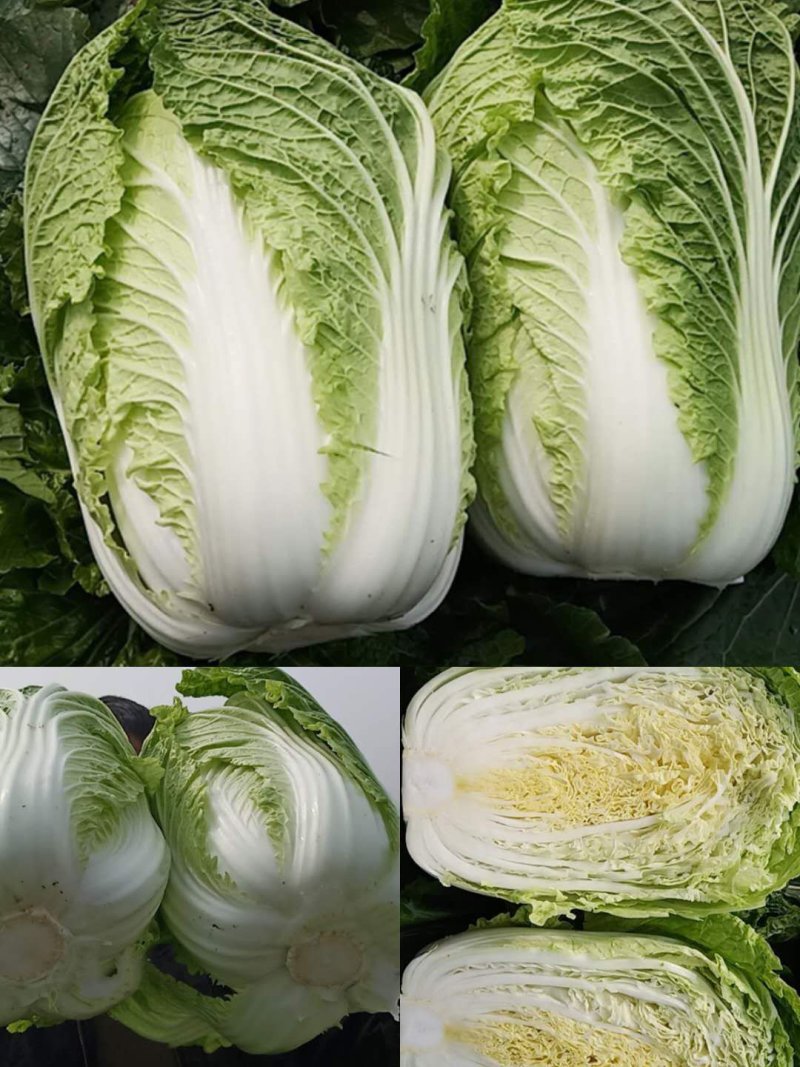 青杂三号大白菜鲜货日供百吨！
