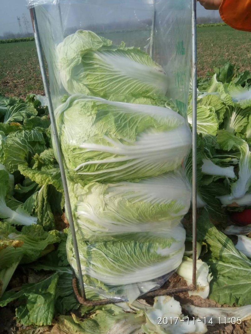 青杂三号大白菜鲜货日供百吨！
