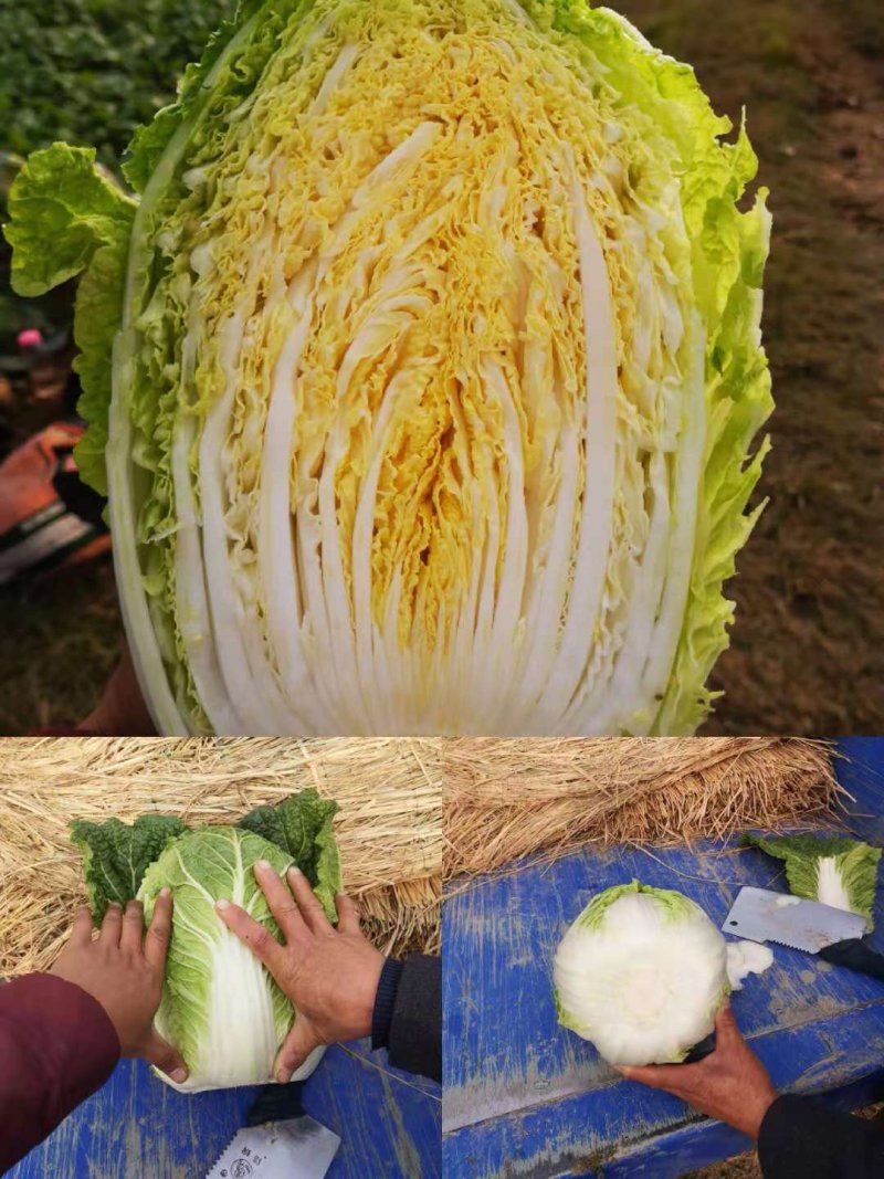 青杂三号大白菜鲜货日供百吨！