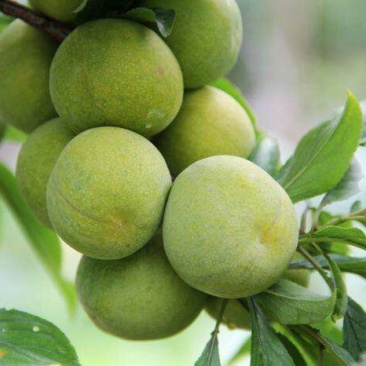 青脆李苗，脆红李，五月脆，蜂糖李，半边红，等等，