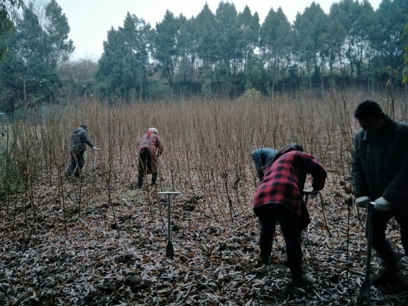 青脆李苗，脆红李，五月脆，蜂糖李，半边红，等等，