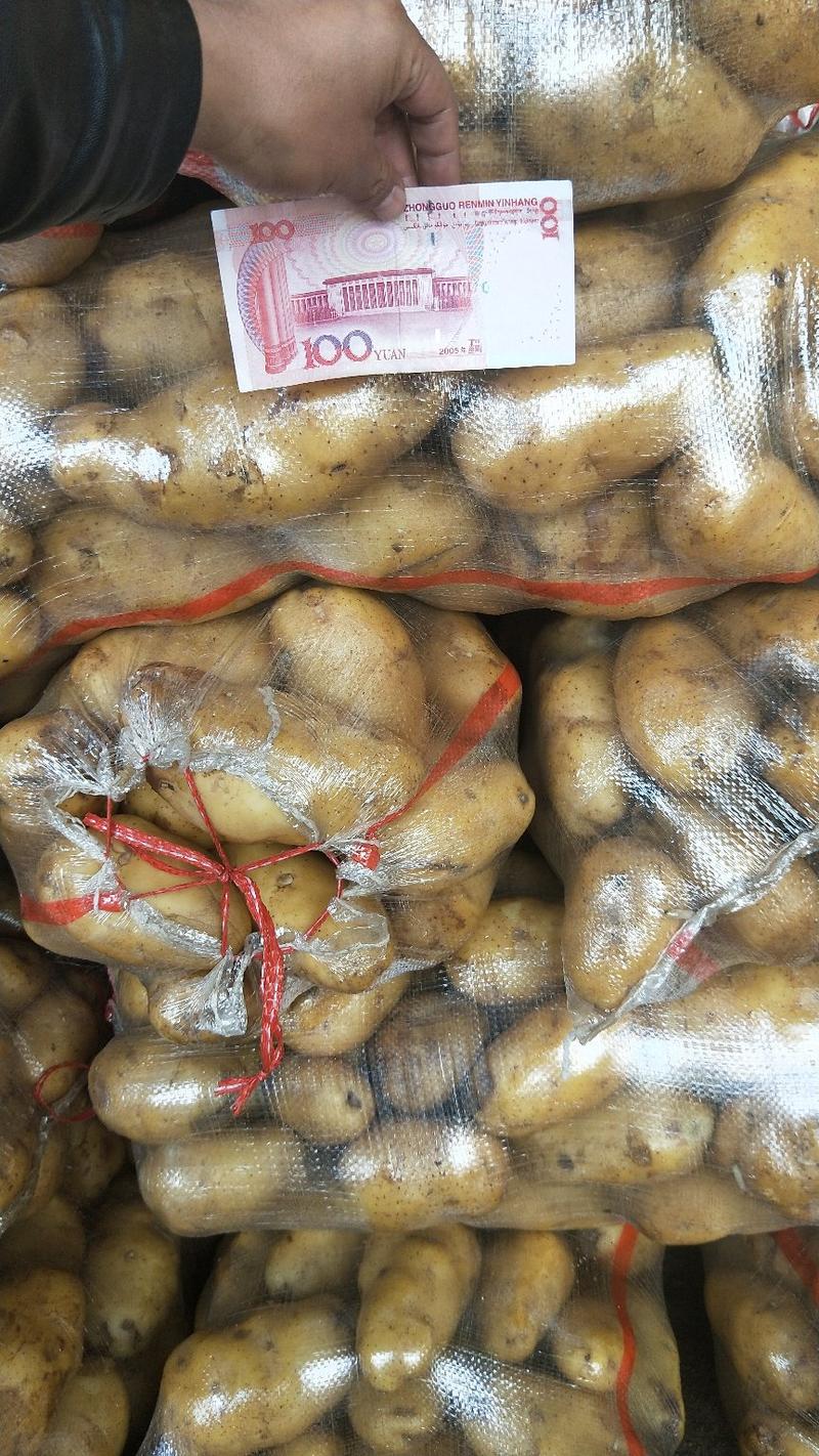 荷兰土豆大量供应全国各地市场天天有货供应全国各地市场