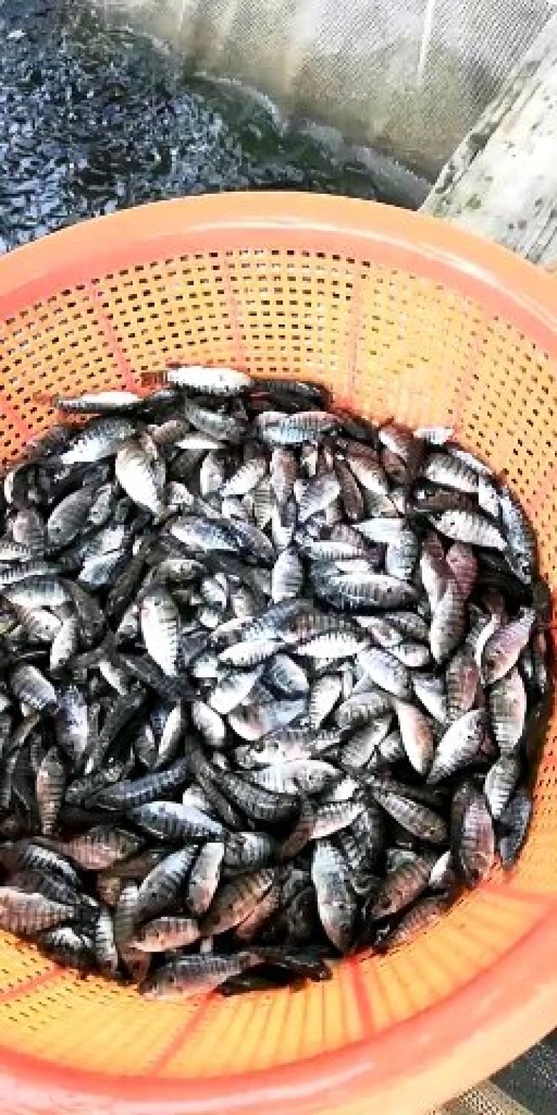 淡水石斑鱼苗淡水鱼苗批发，各种淡水鱼苗批发