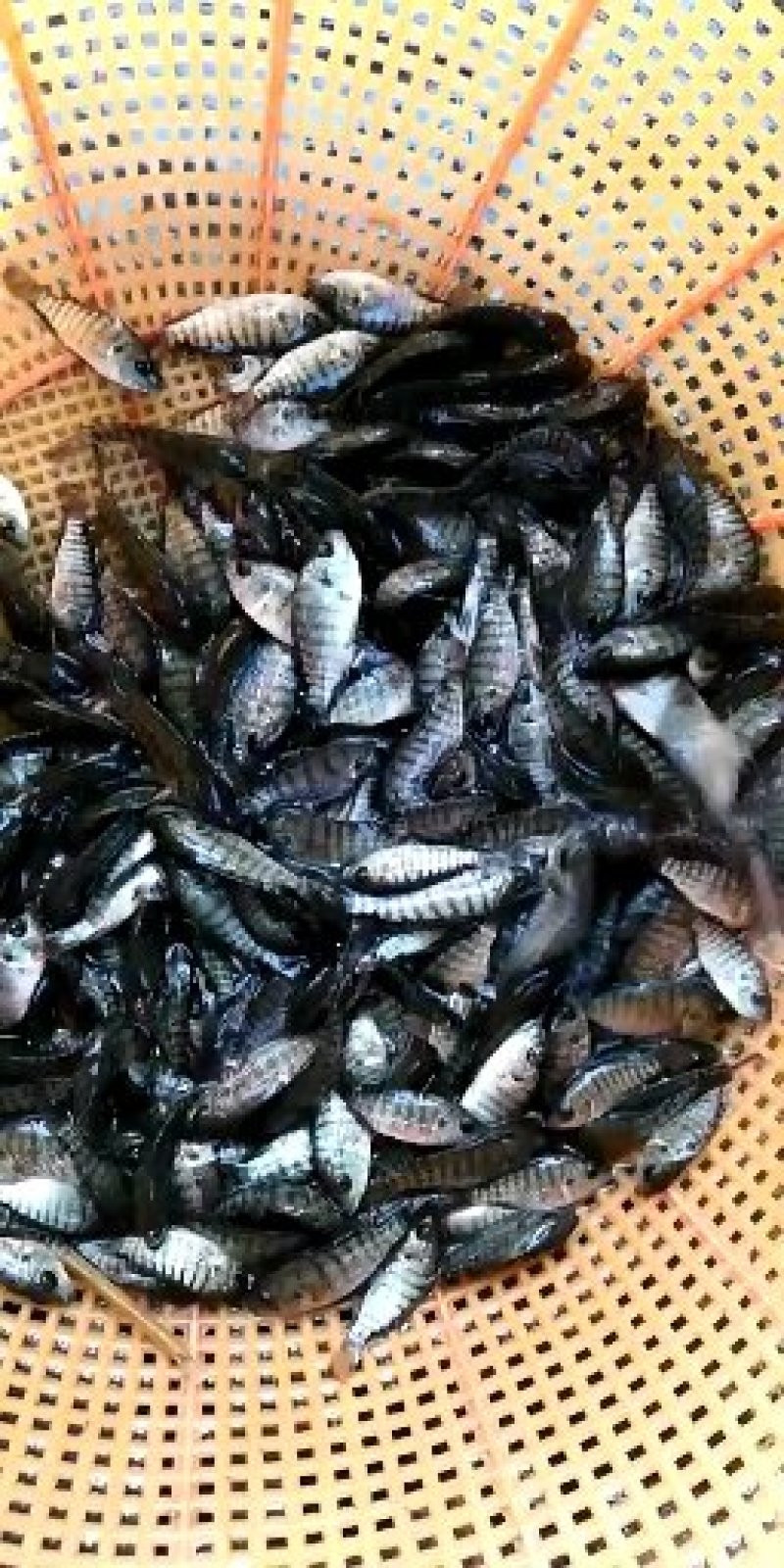 淡水石斑鱼苗淡水鱼苗批发，各种淡水鱼苗批发
