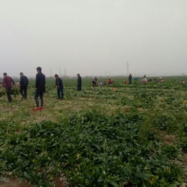 荠菜大量上市