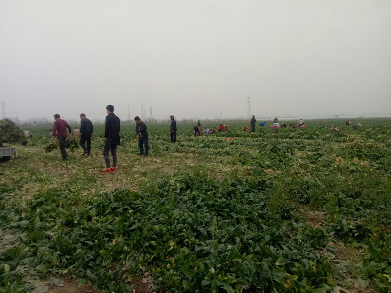 荠菜大量上市