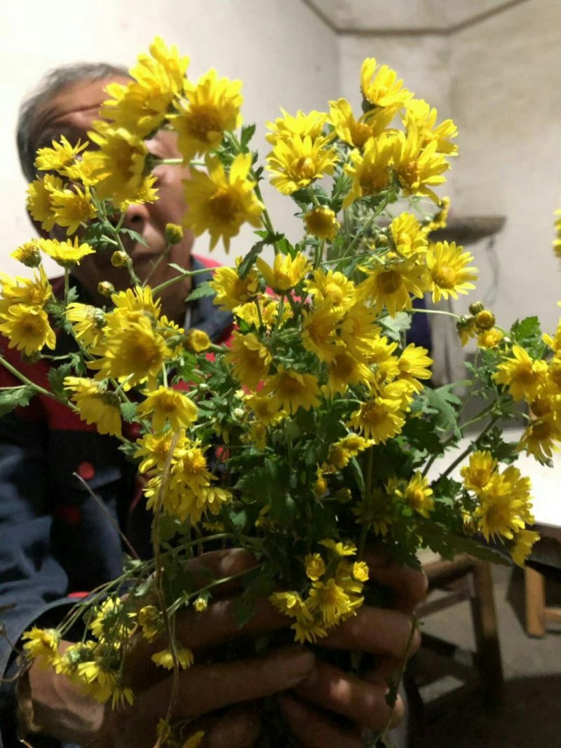 野菊花
