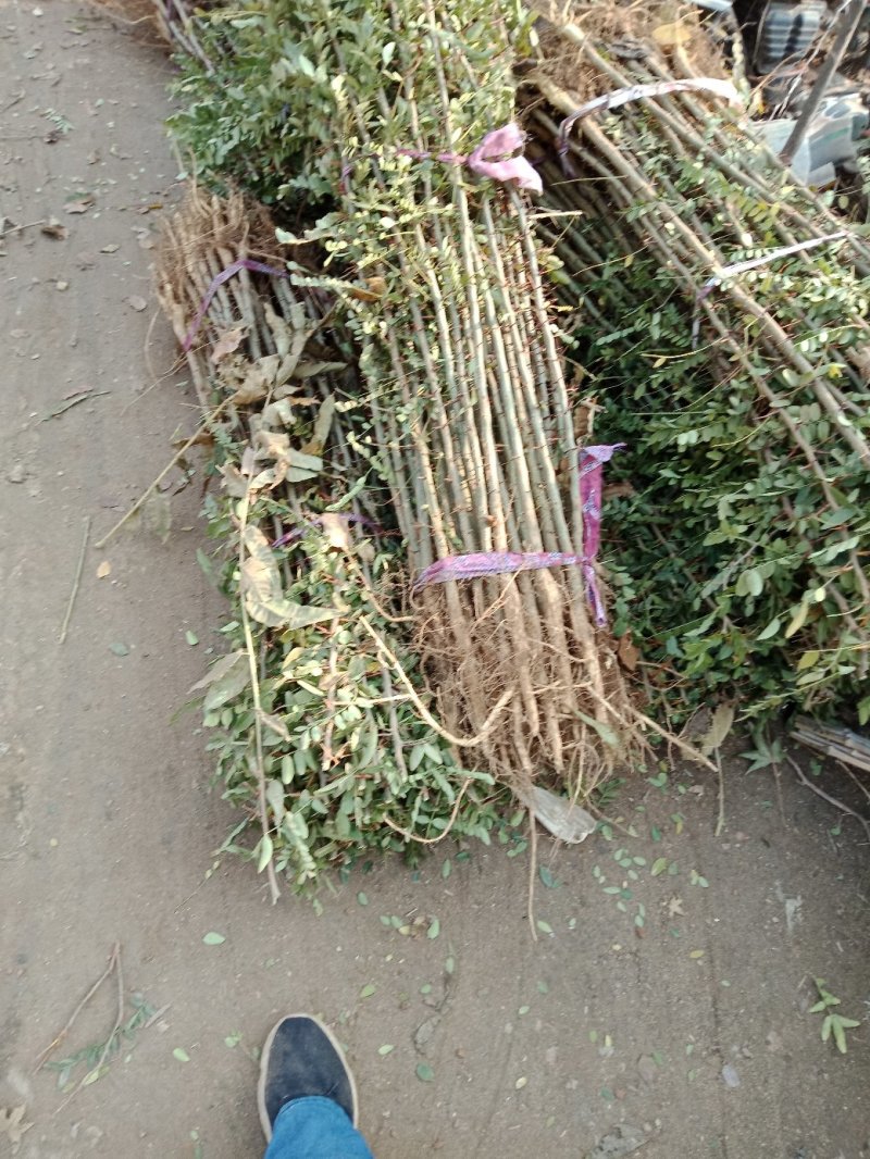 皂角树苗（葯用价格高，也可作绿化）