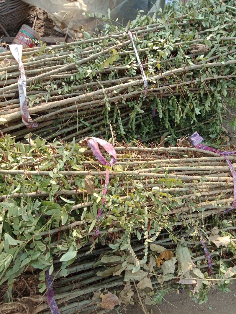 皂角树苗（葯用价格高，也可作绿化）