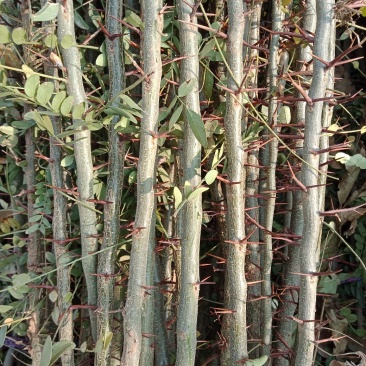 皂角树苗（葯用价格高，也可作绿化）