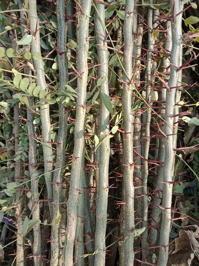皂角树苗（葯用价格高，也可作绿化）