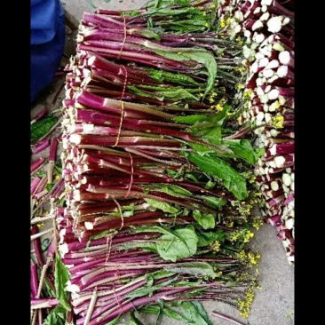 湖北当阳红菜苔大量上市！！！