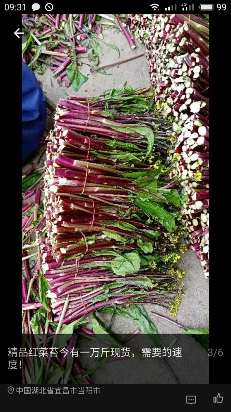 湖北当阳红菜苔大量上市！！！