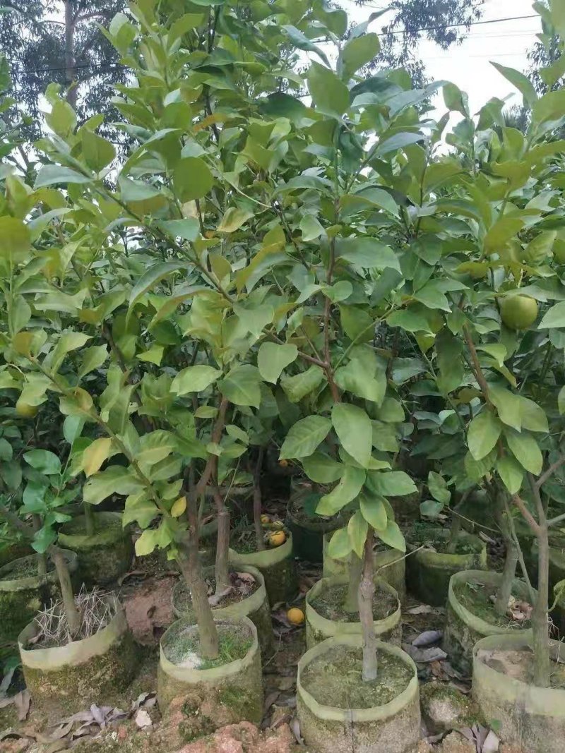 青柠檬苗(美植袋大小苗)