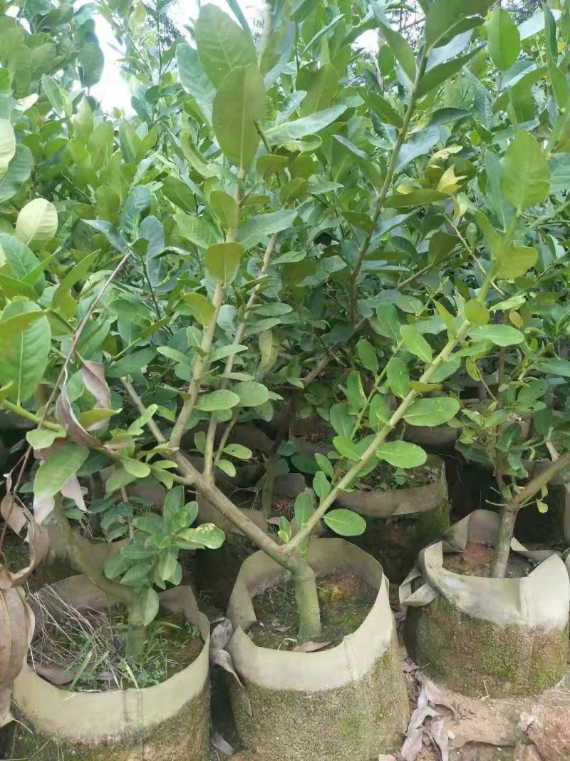 青柠檬苗(美植袋大小苗)