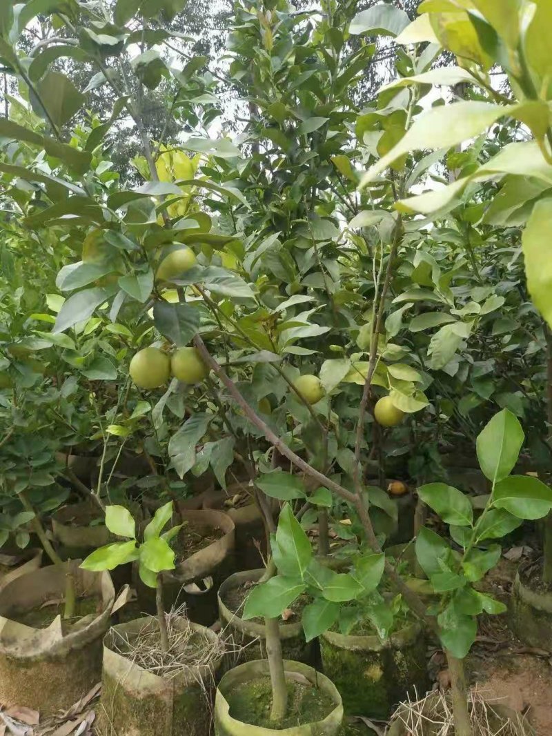 青柠檬苗(美植袋大小苗)