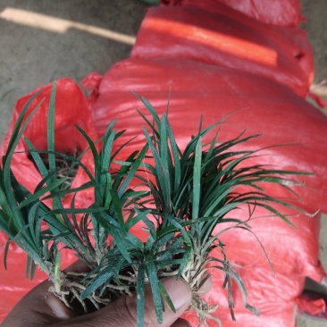 日本矮麦冬草小区绿化中叶麦冬草细叶麦冬草苗植物绿化
