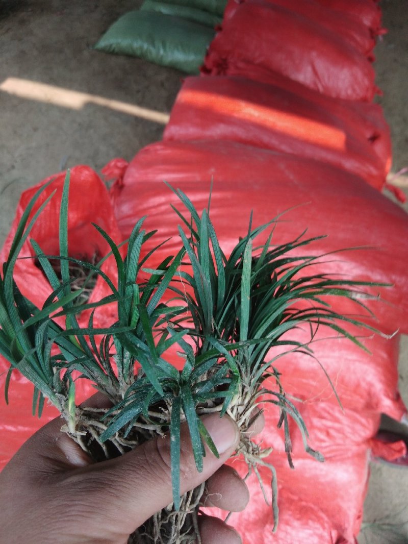 日本矮麦冬草小区绿化中叶麦冬草细叶麦冬草苗植物绿化