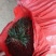 日本矮麦冬草小区绿化中叶麦冬草细叶麦冬草苗植物绿化