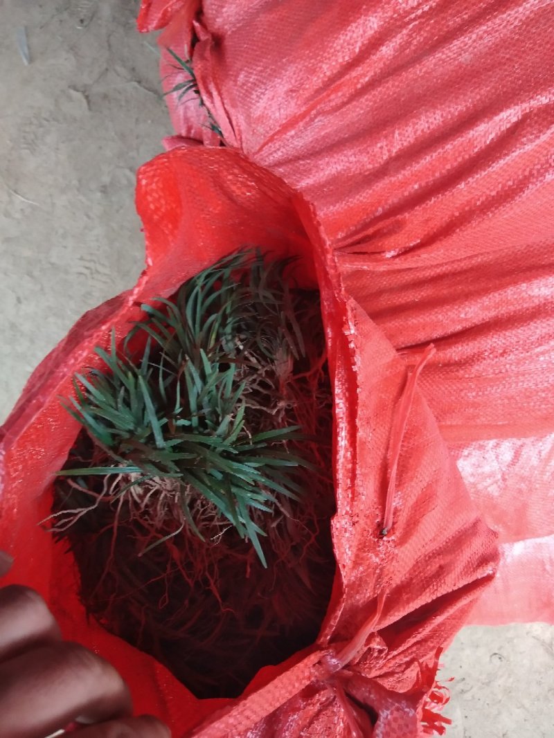 日本矮麦冬草小区绿化中叶麦冬草细叶麦冬草苗植物绿化