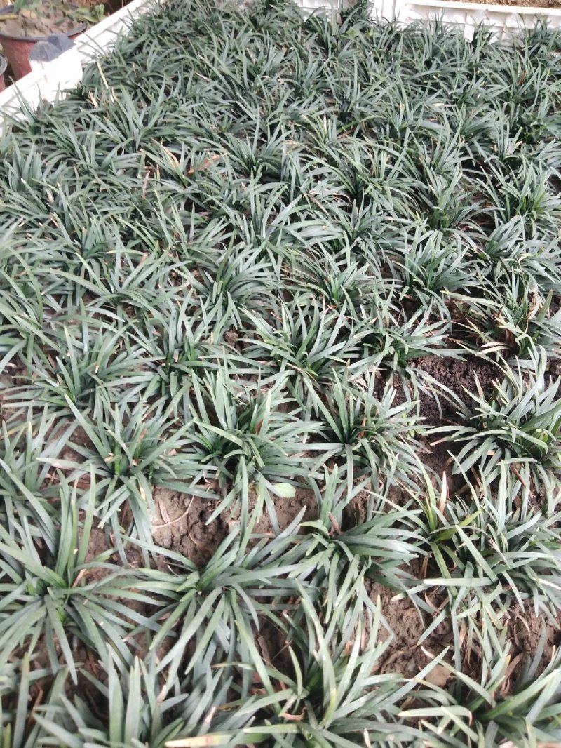 日本矮麦冬草小区绿化中叶麦冬草细叶麦冬草苗植物绿化