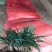 日本矮麦冬草小区绿化中叶麦冬草细叶麦冬草苗植物绿化