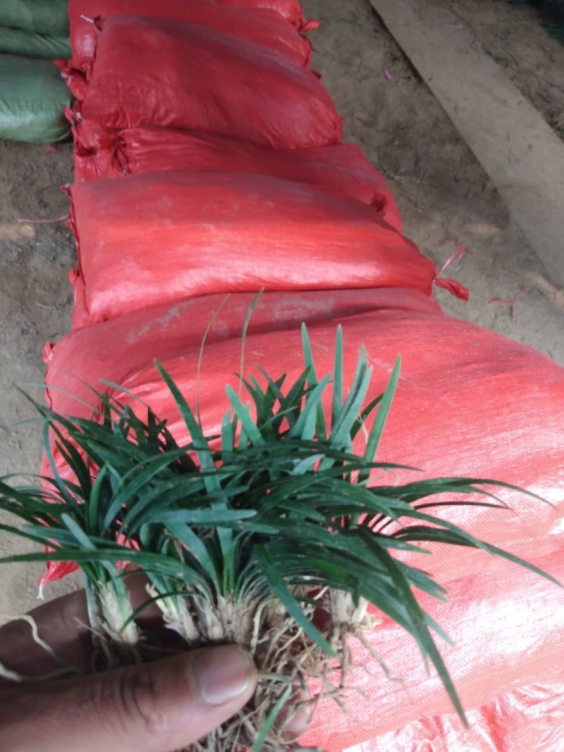 日本矮麦冬草小区绿化中叶麦冬草细叶麦冬草苗植物绿化