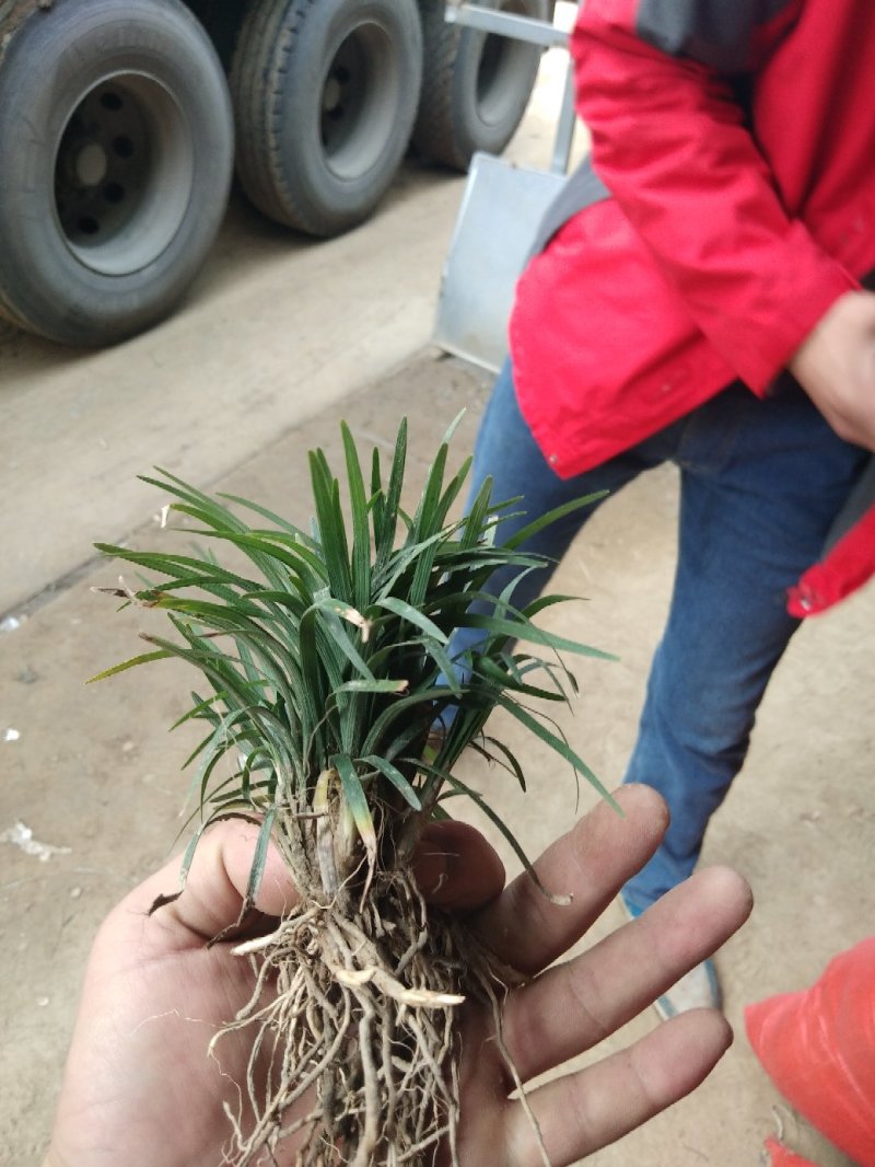 日本矮麦冬草小区绿化中叶麦冬草细叶麦冬草苗植物绿化