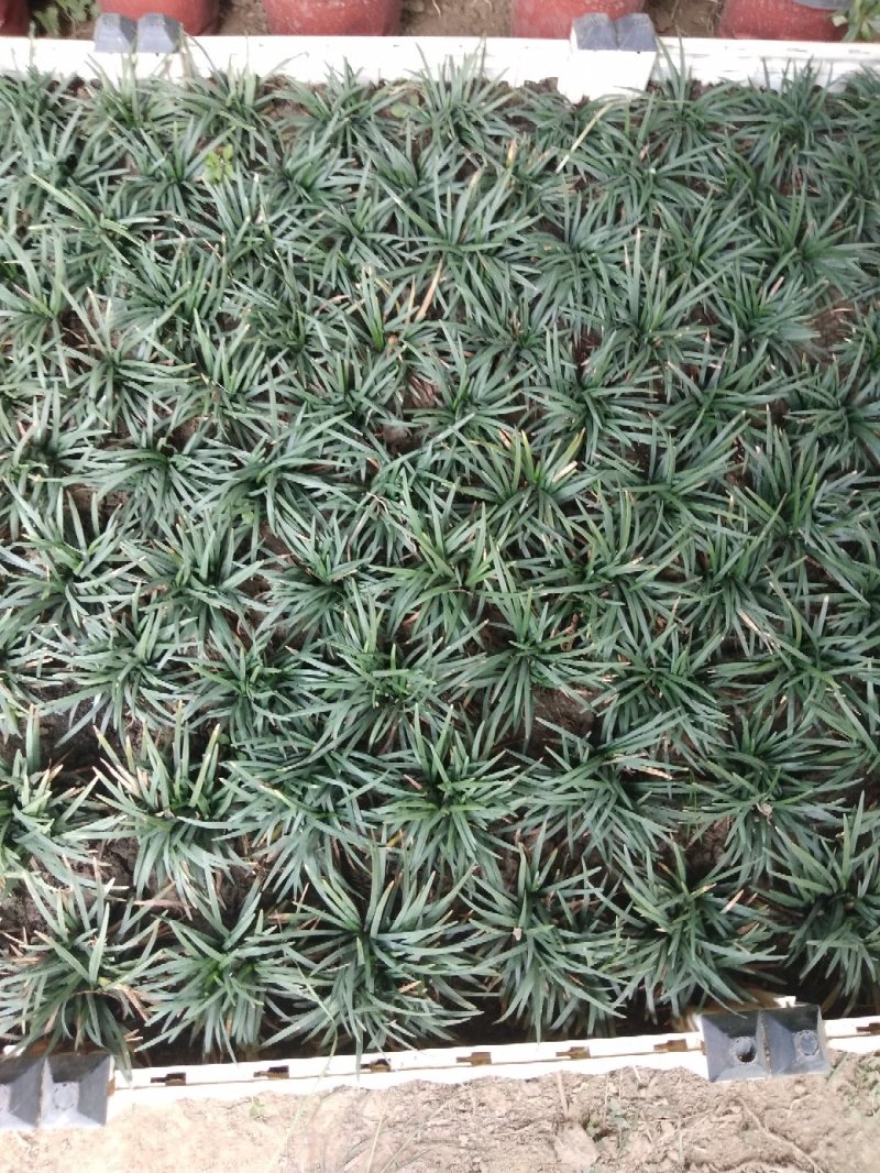 日本矮麦冬草小区绿化中叶麦冬草细叶麦冬草苗植物绿化